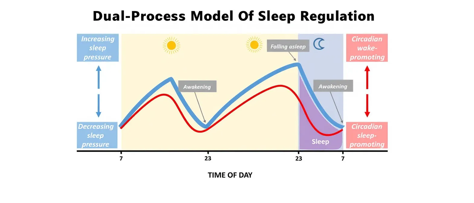 Sleep homeostasis and circadian rhythm